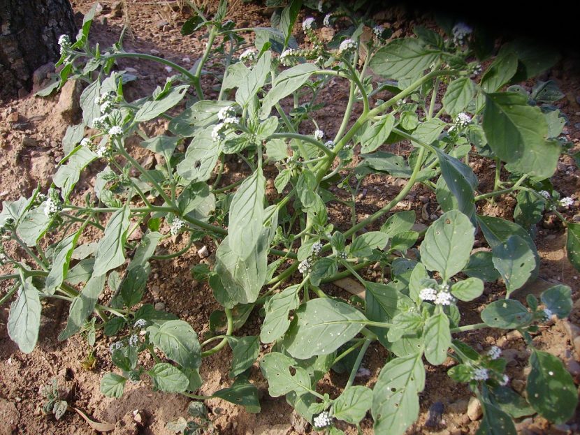 Mata de Heliotropium europaeum con hojas grisáceas y tallos ramificados