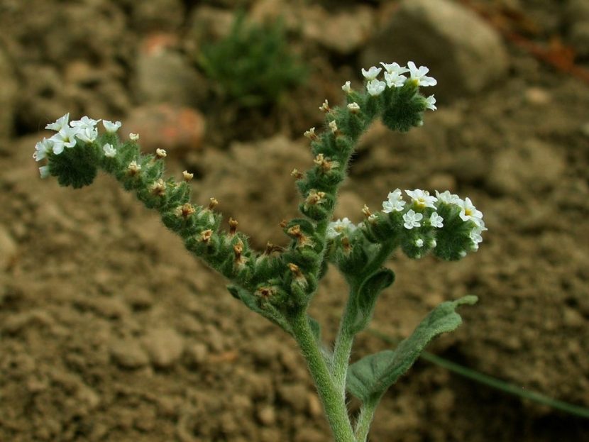 Flores blancas de verrucaria agrupadas en cima escorpioide