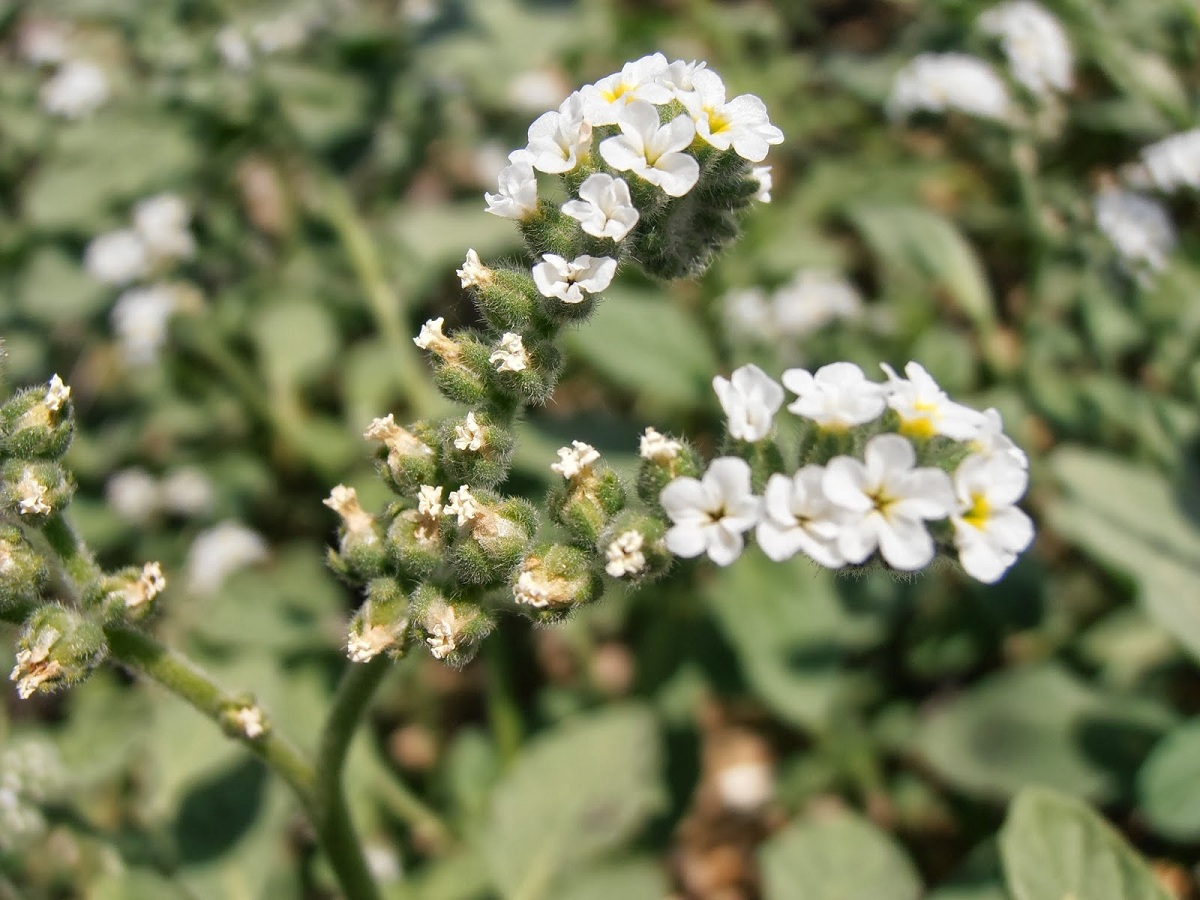 Heliotropium europaeum: la verrucaria y su toxicidad real