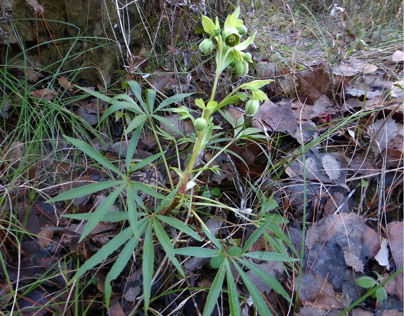 Helleborus foetidus: cultivo, toxicidad y usos reales