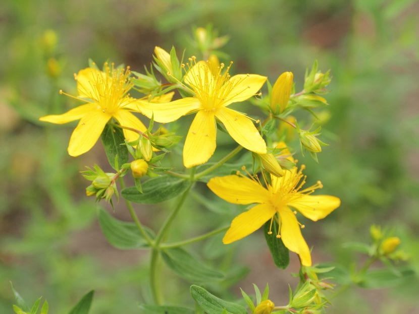 Ejemplar de Hypericum perforatum en flor