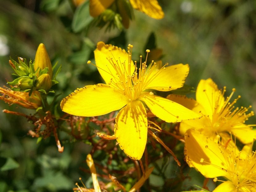 Flores de Hypericum perforatum