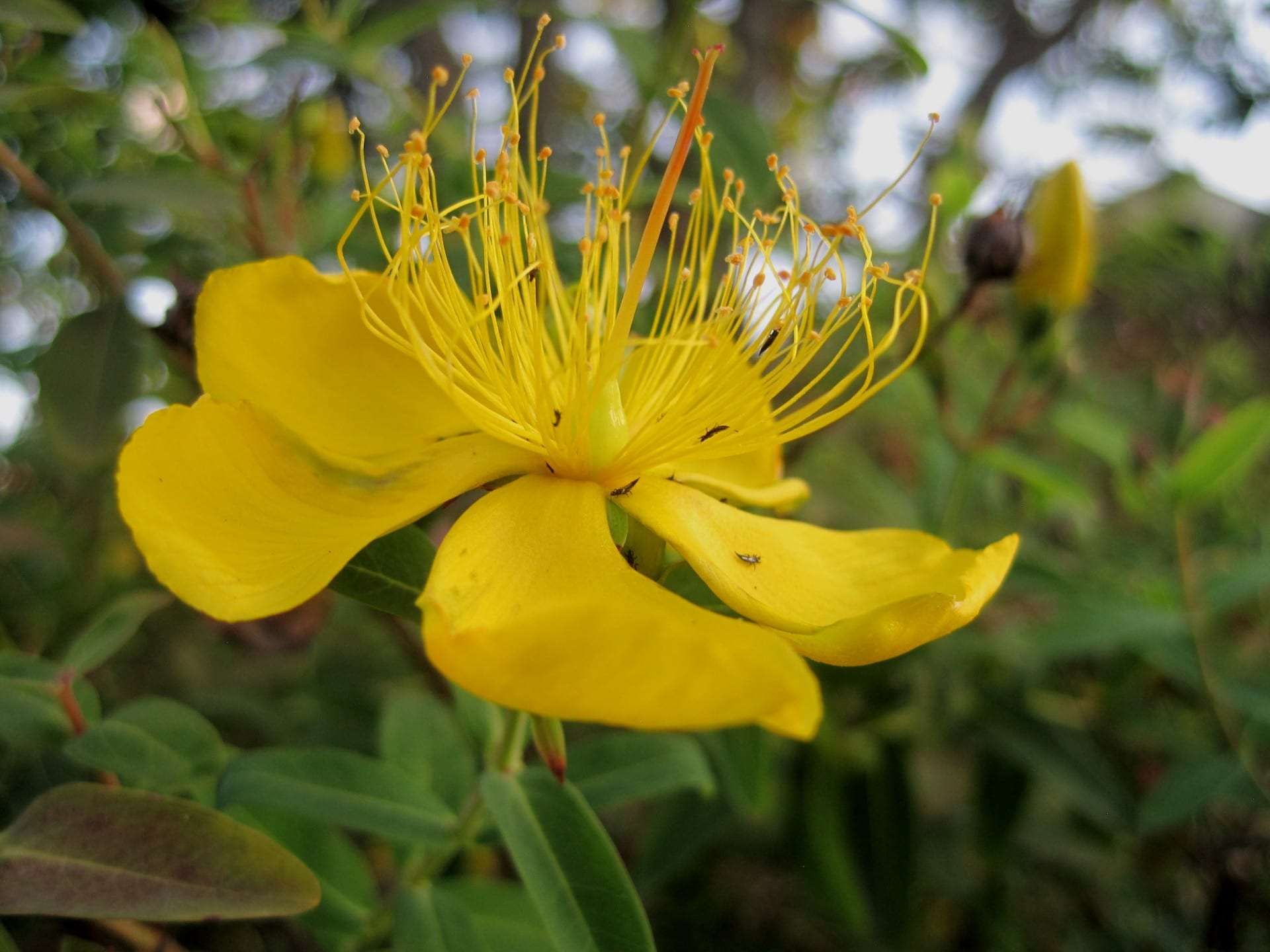 Flor amarilla de hipérico con sus numerosos estambres