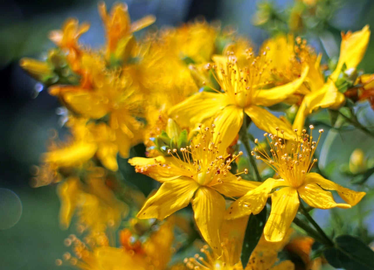 Mata de Hypericum perforatum en plena floración estival