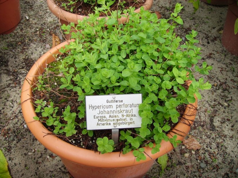 Planta de Hypericum en maceta