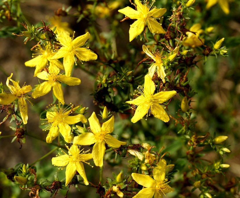 Flores de Hypericum perforatum