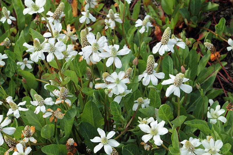 Planta Anemopsis californica