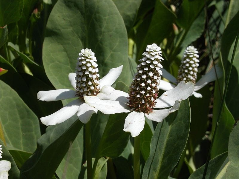 Hierba del manso