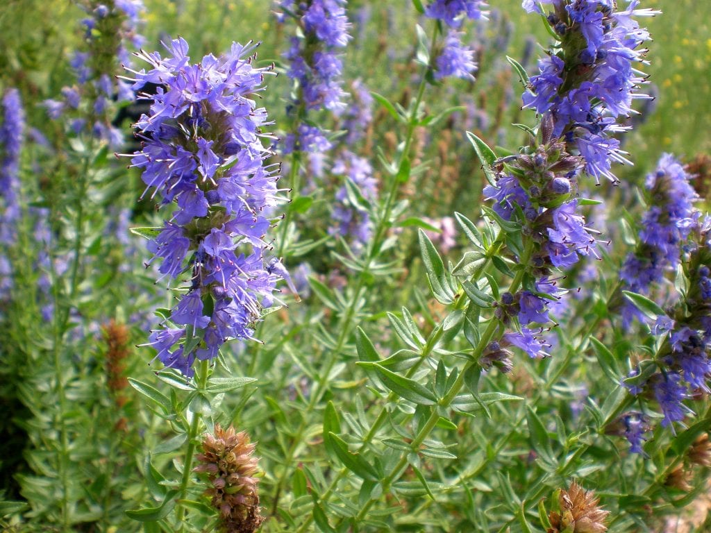 Detalle de las espigas florales azul violeta del hisopo