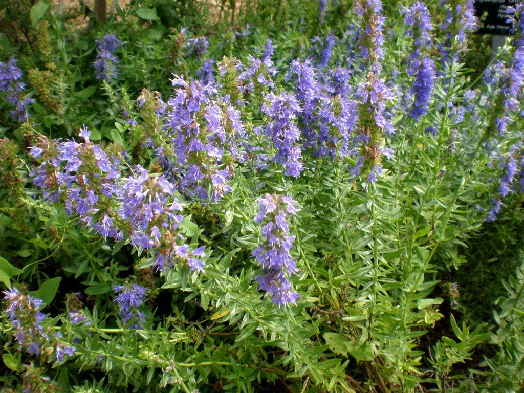 Hisopo (Hyssopus officinalis): cultivo, poda y precauciones