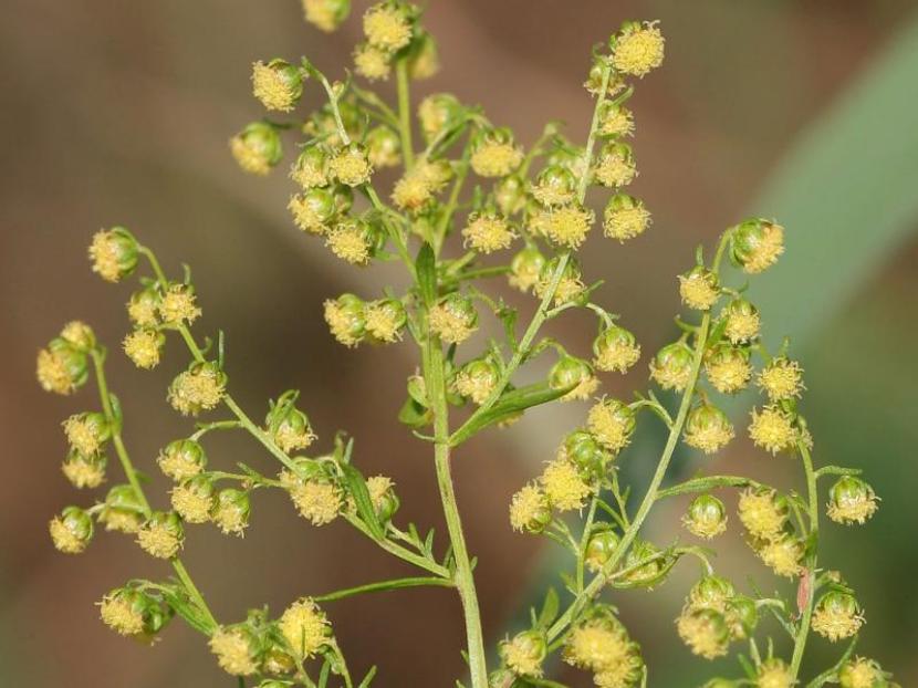 Flores de Artemisa