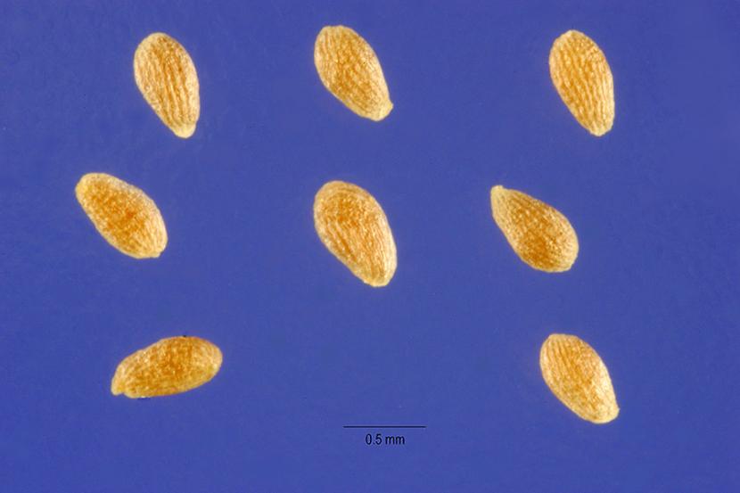 Semillas artemisa
