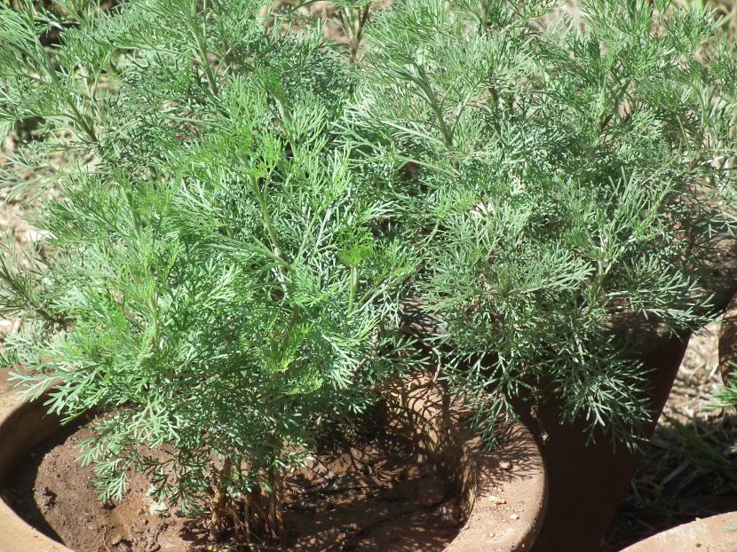 Artemisia annua: cultivo, artemisinina y precauciones