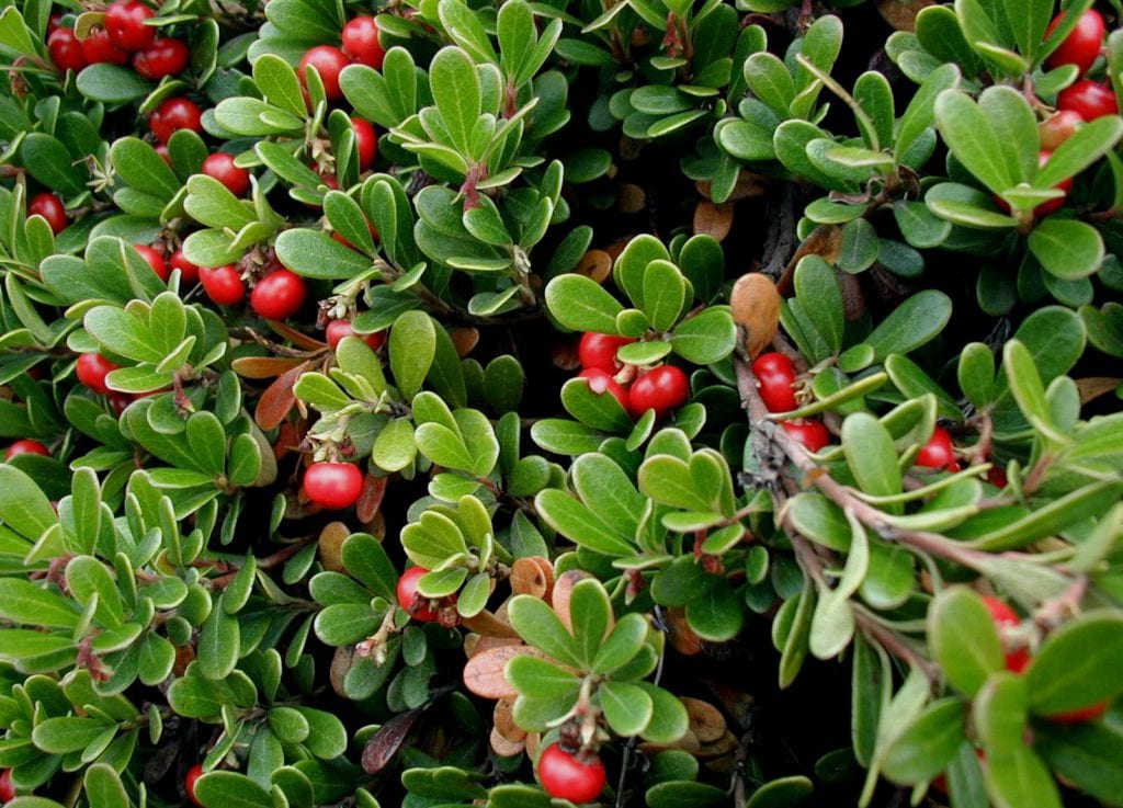 Mata rastrera de Arctostaphylos uva-ursi cubriendo el suelo