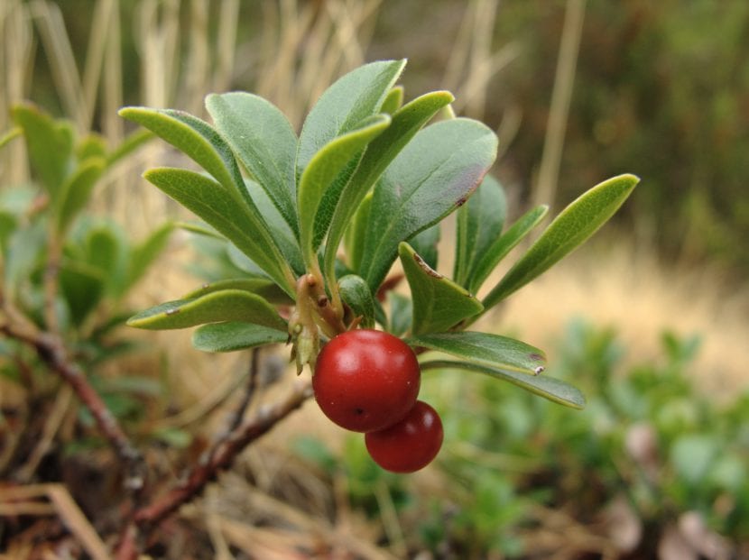 Arctostaphylos uva-ursi