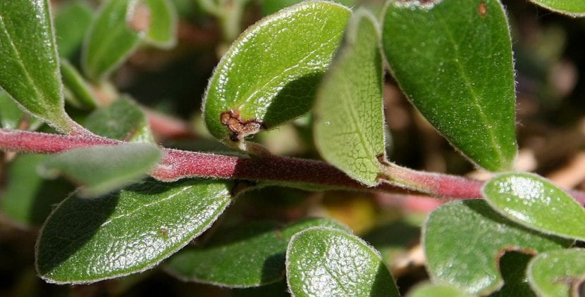 Arctostaphylos uva-ursi
