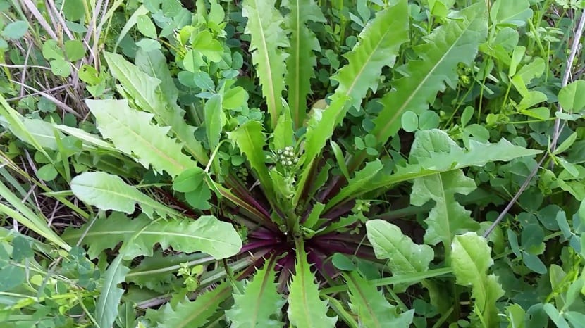 Efectos de la lechuga silvestre