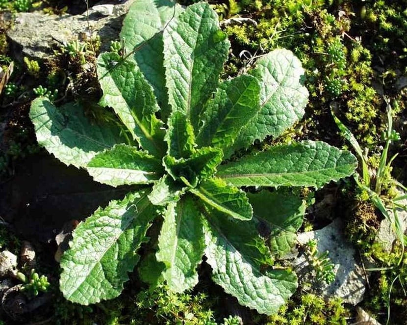 Lactuca virosa características