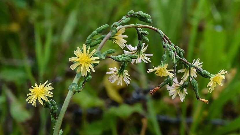 Lactura virosa