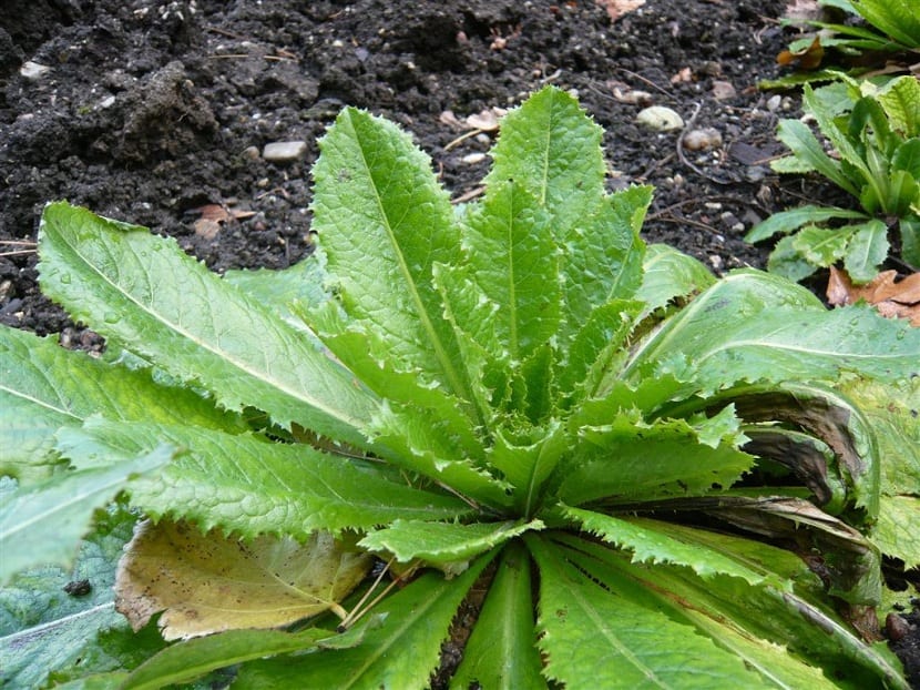 Lechuga silvestre
