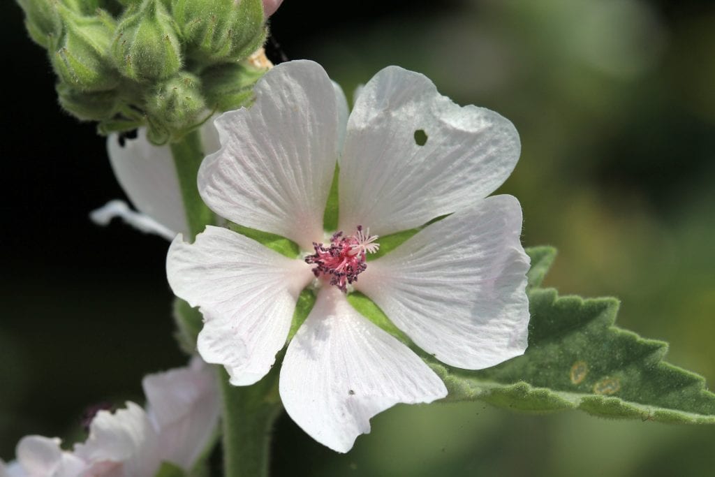 Malvavisco (Althaea officinalis): cuidados y usos