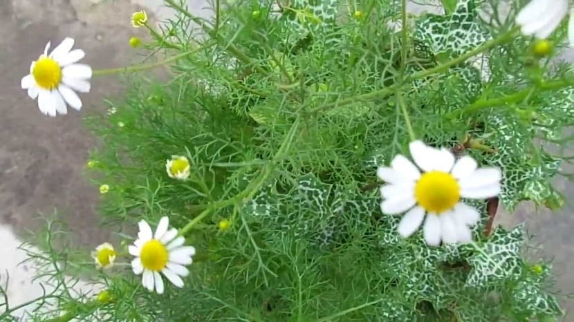 Cultivo de la matricaria