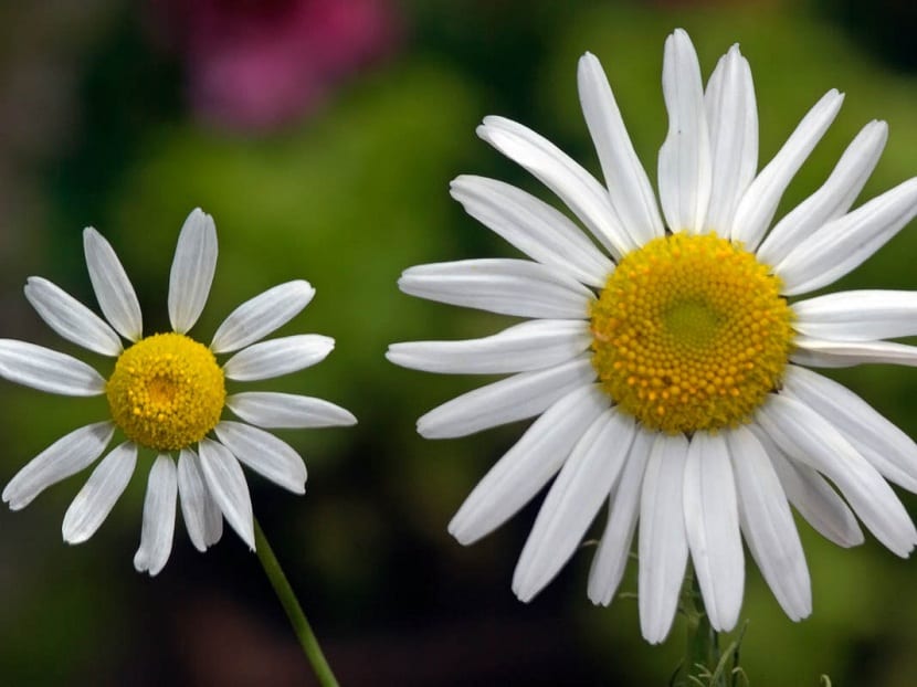 Matricaria