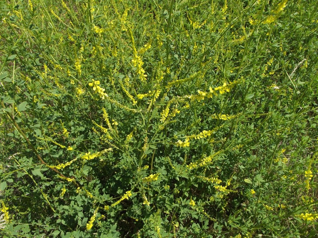 Meliloto (Melilotus officinalis): cultivo, usos y riesgos