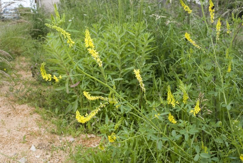 Vista del meliloto en flor