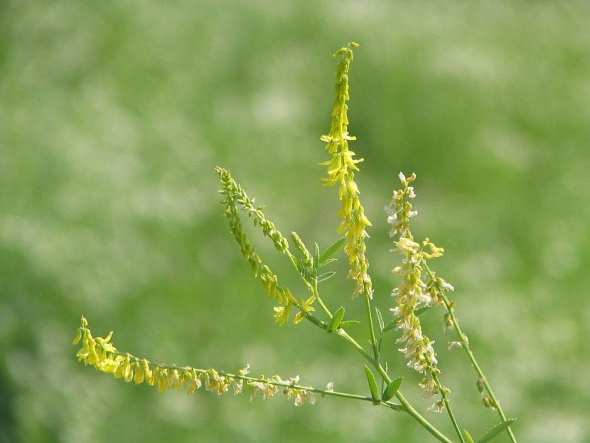 Meliloto en flor
