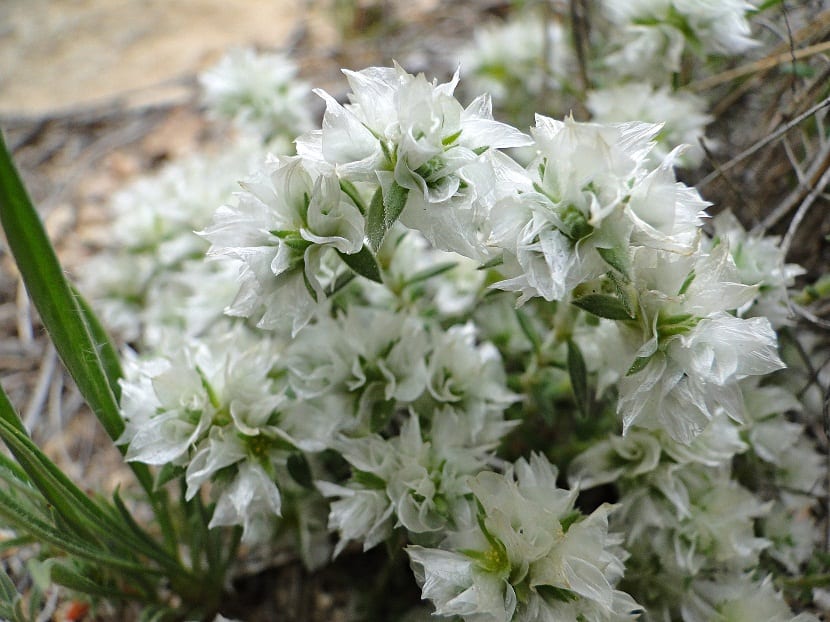 Preciosas flores de color blanco llamadas Paronychia argentea