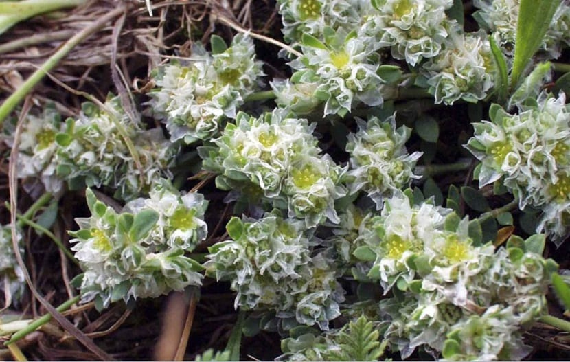 plantas silvestres de color blanco parecidas al color de la nieve