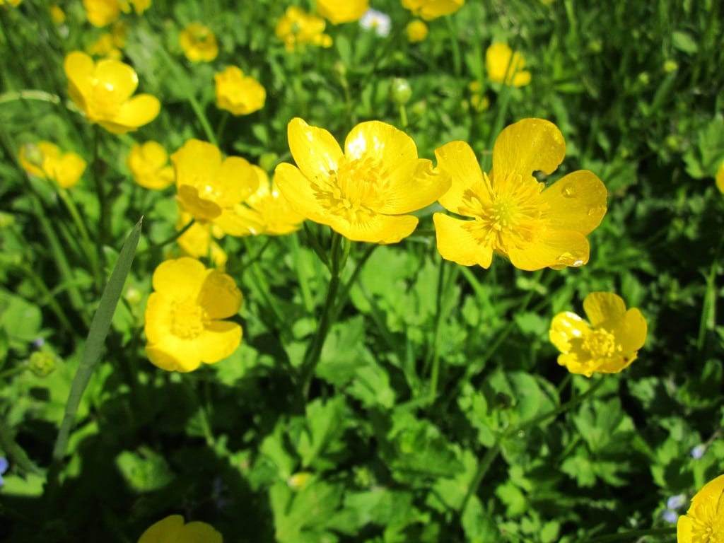Onagra (Oenothera biennis): flor nocturna, aceite y cultivo