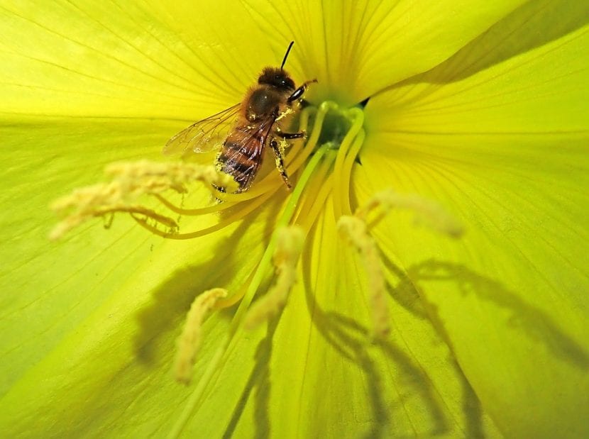 La flor de la onagra es amarilla