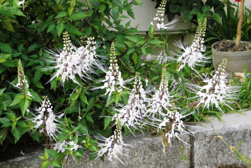 Mata de ortosifón en floración