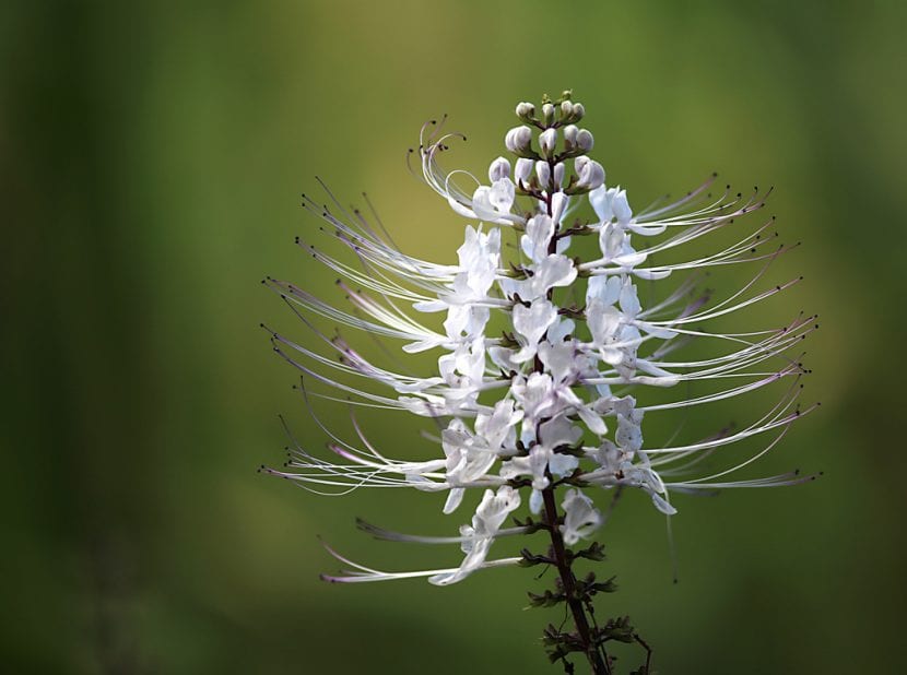 Flor de ortosifón con largos estambres sobresalientes