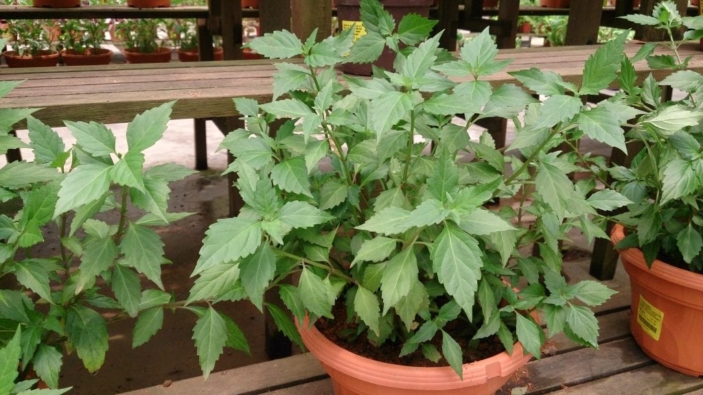 El ortosifón se puede cultivar en maceta