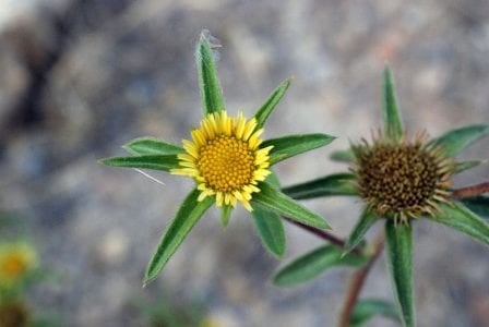 Capítulo amarillo de Pallenis spinosa rodeado de brácteas espinosas en estrella