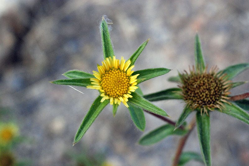 Flor de Pallenis spinosa
