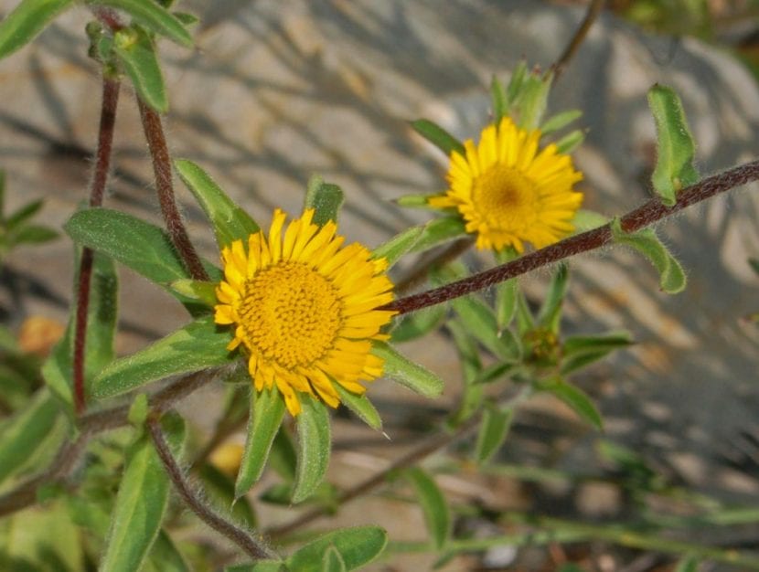 Planta de Pallenis spinosa