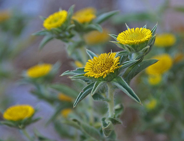 Pallenis spinosa (castañeta): ecología, cultivo y manejo