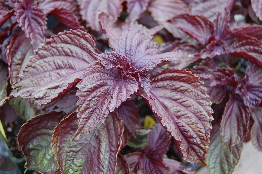 Perilla frutescens (shiso): cultivo, cocina y advertencias