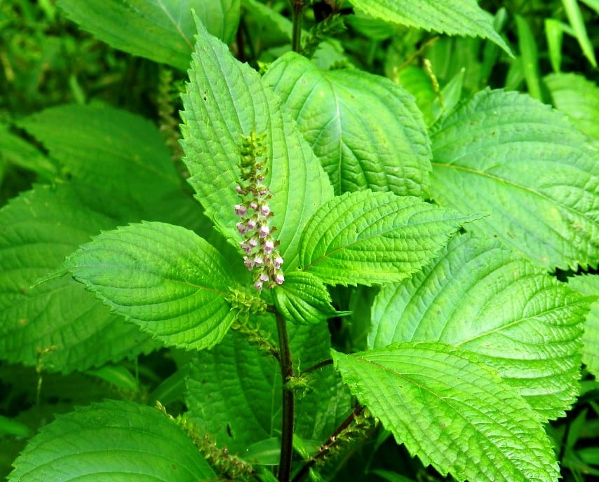 Hojas verdes de Perilla frutescens con el borde aserrado