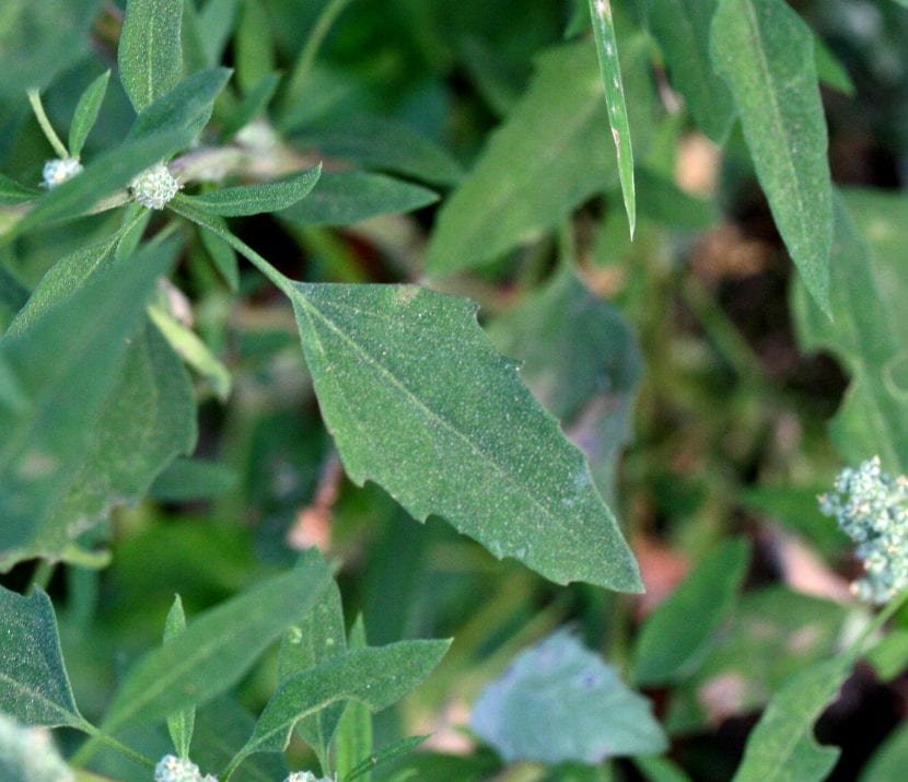 Hojas de Chenopodium album con el envés cubierto de polvillo blanco