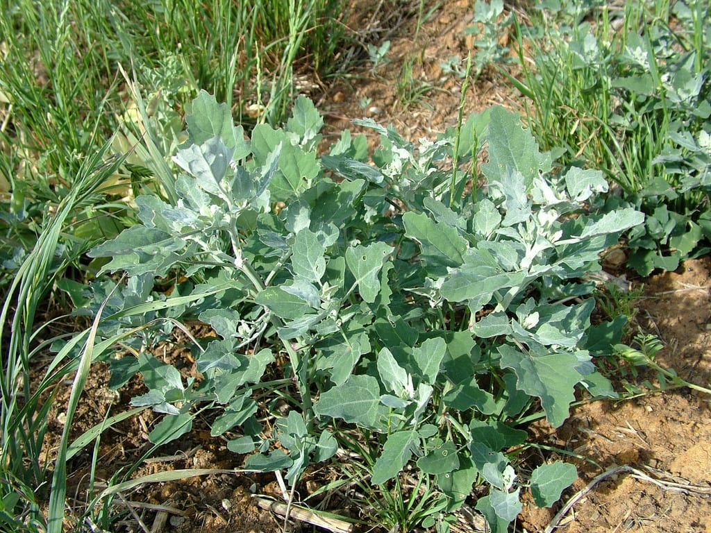 Cenizo (Chenopodium album): identificación, usos y riesgos