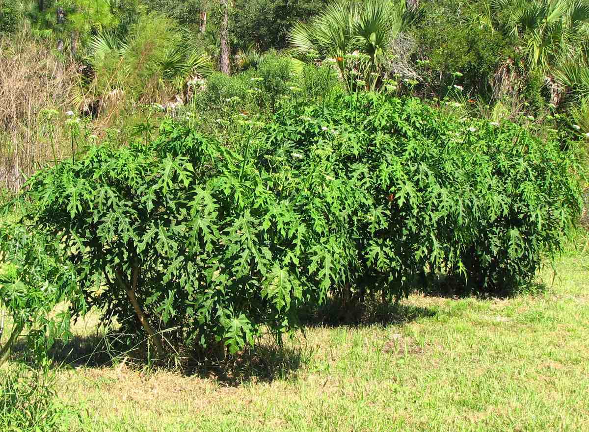 Planta de chaya: cuidados, cultivo y cómo comerla