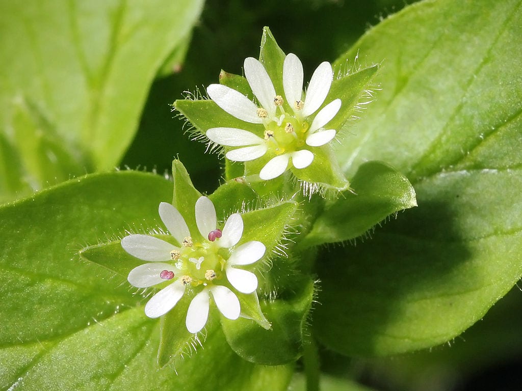 Pamplina (Stellaria media): cómo reconocerla sin confundirla