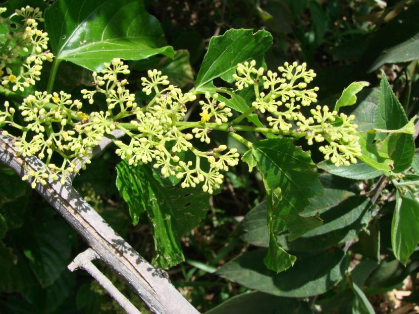 Cissus verticillata, la trepadora conocida como insulina vegetal