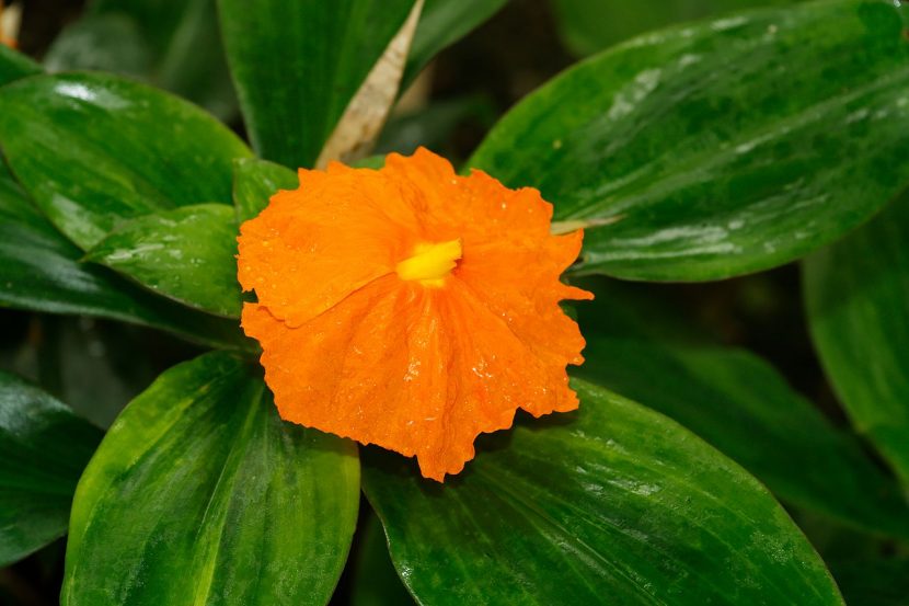 Ejemplar de la llamada planta insulina cultivada en maceta