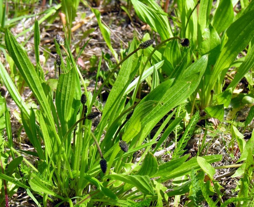Roseta y espigas florales de Plantago lanceolata, el llantén menor